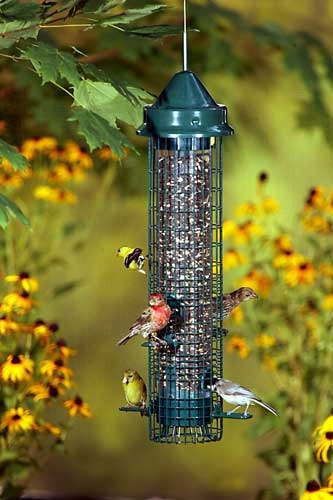 Squirrel Buster Classic Bird Seed Feeder
